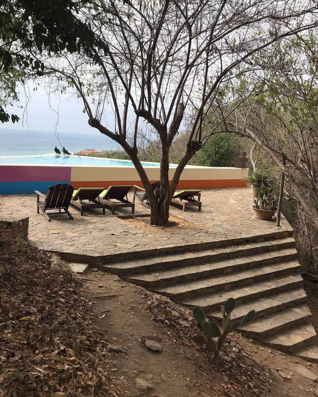 トームさんのインスタグラム写真 - (トームInstagram)「The pool at @casamermejita where two of three local vultures have decided to stop for a drink #casamermejita #playamermejita #puntacomete #mazunte #oaxaca」1月16日 5時29分 - tomenyc
