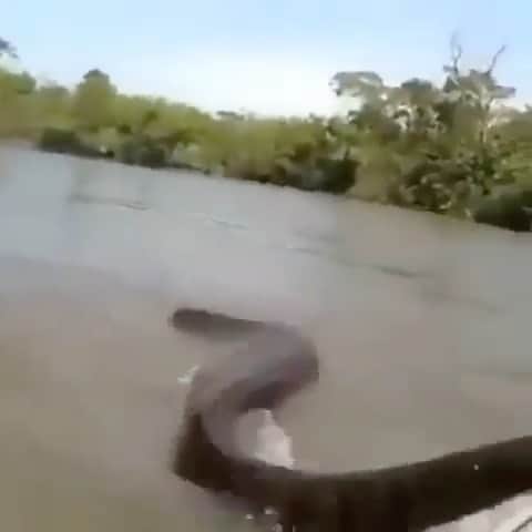 WildLifeのインスタグラム：「Thoughts?🤨 video by unknown」