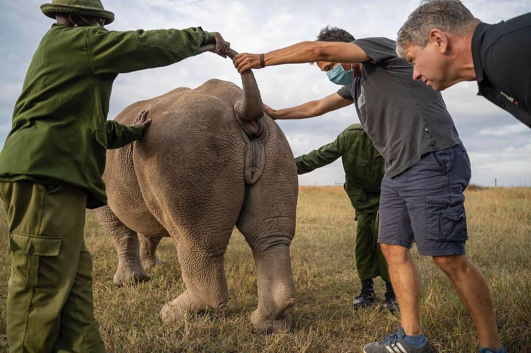 ナショナルジオグラフィックさんのインスタグラム写真 - (ナショナルジオグラフィックInstagram)「Photos by @amivitale / Excited to share the news that two  northern white rhino embryos were created in December! This development by the @biorescue_project brings us one step closer to saving the species from extinction. Right now, only two northern white rhinos remain in the world, Najin and Fatu, which reside at @OlPejeta Conservancy in northern Kenya. Much needed attention has been focused on the plight of wildlife and the impacts of humanity's greed, but there are many reasons for hope too: the work being done by the indigenous communities on the front lines, the work of conservationists and scientists like those at @biorescue_project, and the generosity of donors who make all of this possible. Dedicated people are key to saving these magnificent animals and habitats; it's important to channel all our energy, awareness, and financial support toward those dedicating their lives to changing the course we are on. It's hard work. Heartbreaking setbacks come with the territory, but we must not lose track of the incremental gains and the uplifting successes.  Learn more about how you can support this ambitious plan to save these magnificent creatures by following @amivitale @biorescue_project and @olpejeta. @leibnizizw #Avantea, @kenyawildlifeservice @safariparkdvurkralove @tunajibu @bmbf.bund @leibnizgemeinschaft @ministry_of_tourism_and_sports @thephotosociety @nikonusa #kenya #NorthernWhiteRhinos #rhinos #saverhinos」1月16日 6時34分 - natgeo