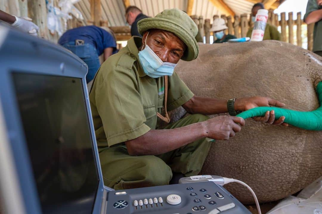 ナショナルジオグラフィックさんのインスタグラム写真 - (ナショナルジオグラフィックInstagram)「Photos by @amivitale / Excited to share the news that two  northern white rhino embryos were created in December! This development by the @biorescue_project brings us one step closer to saving the species from extinction. Right now, only two northern white rhinos remain in the world, Najin and Fatu, which reside at @OlPejeta Conservancy in northern Kenya. Much needed attention has been focused on the plight of wildlife and the impacts of humanity's greed, but there are many reasons for hope too: the work being done by the indigenous communities on the front lines, the work of conservationists and scientists like those at @biorescue_project, and the generosity of donors who make all of this possible. Dedicated people are key to saving these magnificent animals and habitats; it's important to channel all our energy, awareness, and financial support toward those dedicating their lives to changing the course we are on. It's hard work. Heartbreaking setbacks come with the territory, but we must not lose track of the incremental gains and the uplifting successes.  Learn more about how you can support this ambitious plan to save these magnificent creatures by following @amivitale @biorescue_project and @olpejeta. @leibnizizw #Avantea, @kenyawildlifeservice @safariparkdvurkralove @tunajibu @bmbf.bund @leibnizgemeinschaft @ministry_of_tourism_and_sports @thephotosociety @nikonusa #kenya #NorthernWhiteRhinos #rhinos #saverhinos」1月16日 6時34分 - natgeo