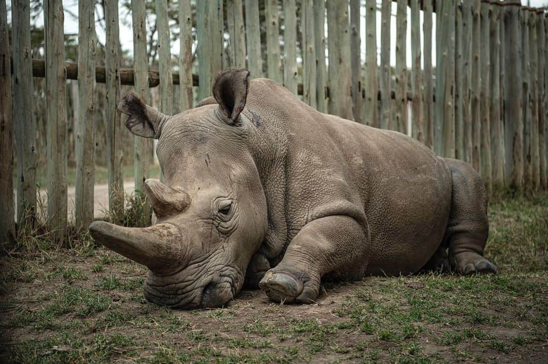 ナショナルジオグラフィックさんのインスタグラム写真 - (ナショナルジオグラフィックInstagram)「Photos by @amivitale / Excited to share the news that two  northern white rhino embryos were created in December! This development by the @biorescue_project brings us one step closer to saving the species from extinction. Right now, only two northern white rhinos remain in the world, Najin and Fatu, which reside at @OlPejeta Conservancy in northern Kenya. Much needed attention has been focused on the plight of wildlife and the impacts of humanity's greed, but there are many reasons for hope too: the work being done by the indigenous communities on the front lines, the work of conservationists and scientists like those at @biorescue_project, and the generosity of donors who make all of this possible. Dedicated people are key to saving these magnificent animals and habitats; it's important to channel all our energy, awareness, and financial support toward those dedicating their lives to changing the course we are on. It's hard work. Heartbreaking setbacks come with the territory, but we must not lose track of the incremental gains and the uplifting successes.  Learn more about how you can support this ambitious plan to save these magnificent creatures by following @amivitale @biorescue_project and @olpejeta. @leibnizizw #Avantea, @kenyawildlifeservice @safariparkdvurkralove @tunajibu @bmbf.bund @leibnizgemeinschaft @ministry_of_tourism_and_sports @thephotosociety @nikonusa #kenya #NorthernWhiteRhinos #rhinos #saverhinos」1月16日 6時34分 - natgeo