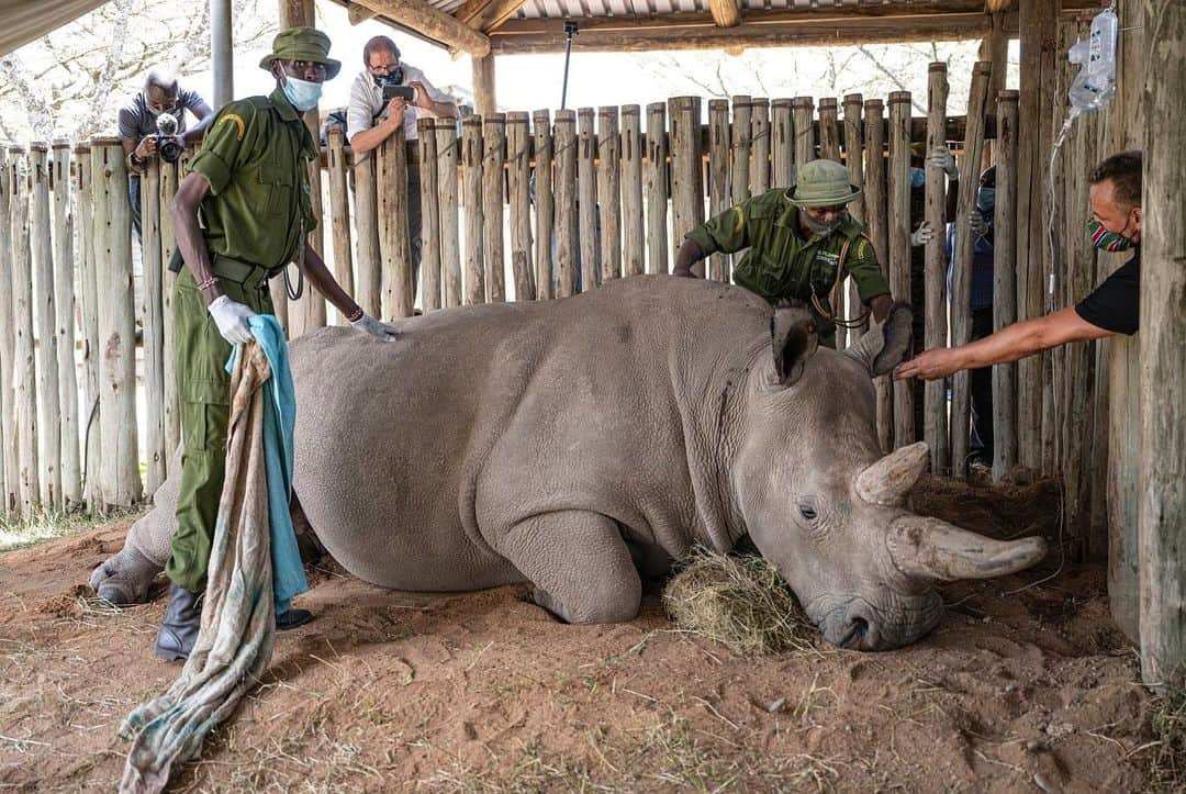 ナショナルジオグラフィックさんのインスタグラム写真 - (ナショナルジオグラフィックInstagram)「Photos by @amivitale / Excited to share the news that two  northern white rhino embryos were created in December! This development by the @biorescue_project brings us one step closer to saving the species from extinction. Right now, only two northern white rhinos remain in the world, Najin and Fatu, which reside at @OlPejeta Conservancy in northern Kenya. Much needed attention has been focused on the plight of wildlife and the impacts of humanity's greed, but there are many reasons for hope too: the work being done by the indigenous communities on the front lines, the work of conservationists and scientists like those at @biorescue_project, and the generosity of donors who make all of this possible. Dedicated people are key to saving these magnificent animals and habitats; it's important to channel all our energy, awareness, and financial support toward those dedicating their lives to changing the course we are on. It's hard work. Heartbreaking setbacks come with the territory, but we must not lose track of the incremental gains and the uplifting successes.  Learn more about how you can support this ambitious plan to save these magnificent creatures by following @amivitale @biorescue_project and @olpejeta. @leibnizizw #Avantea, @kenyawildlifeservice @safariparkdvurkralove @tunajibu @bmbf.bund @leibnizgemeinschaft @ministry_of_tourism_and_sports @thephotosociety @nikonusa #kenya #NorthernWhiteRhinos #rhinos #saverhinos」1月16日 6時34分 - natgeo