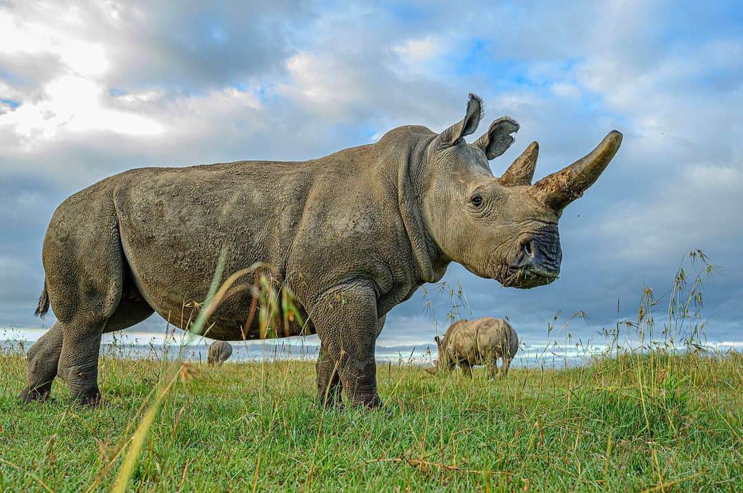 のインスタグラム：「Photos by @amivitale / Excited to share the news that two  northern white rhino embryos were created in December! This development by the @biorescue_project brings us one step closer to saving the species from extinction. Right now, only two northern white rhinos remain in the world, Najin and Fatu, which reside at @OlPejeta Conservancy in northern Kenya. Much needed attention has been focused on the plight of wildlife and the impacts of humanity's greed, but there are many reasons for hope too: the work being done by the indigenous communities on the front lines, the work of conservationists and scientists like those at @biorescue_project, and the generosity of donors who make all of this possible. Dedicated people are key to saving these magnificent animals and habitats; it's important to channel all our energy, awareness, and financial support toward those dedicating their lives to changing the course we are on. It's hard work. Heartbreaking setbacks come with the territory, but we must not lose track of the incremental gains and the uplifting successes.  Learn more about how you can support this ambitious plan to save these magnificent creatures by following @amivitale @biorescue_project and @olpejeta. @leibnizizw #Avantea, @kenyawildlifeservice @safariparkdvurkralove @tunajibu @bmbf.bund @leibnizgemeinschaft @ministry_of_tourism_and_sports @thephotosociety @nikonusa #kenya #NorthernWhiteRhinos #rhinos #saverhinos」