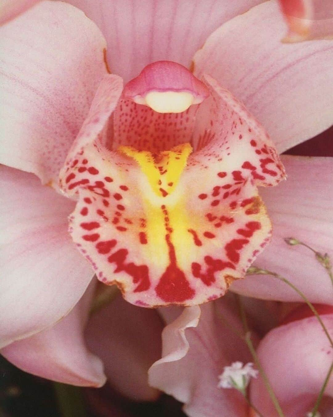 AnOther Magazineさんのインスタグラム写真 - (AnOther MagazineInstagram)「#FridayFlowers – a delicate orchid captured by Nobuyoshi Araki 🌺⁠⠀ ⁠⠀ See more of Araki’s photography at the link in our bio 📲」1月16日 6時37分 - anothermagazine
