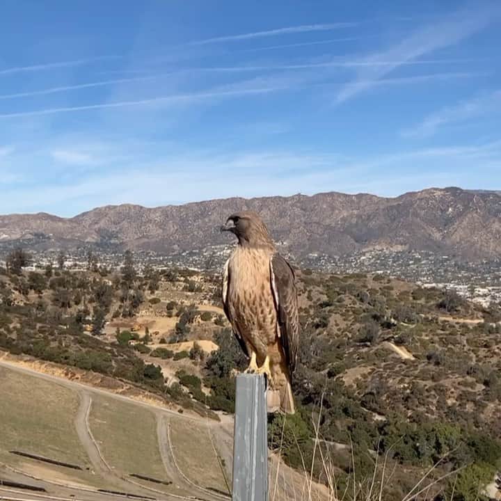 グレアム・ロジャースのインスタグラム：「I have no idea what I just said to this bird.」