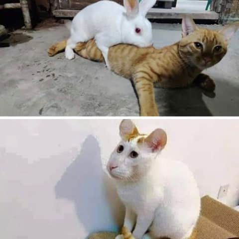 Aww Clubのインスタグラム