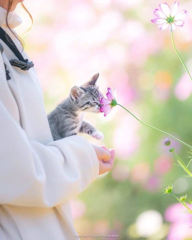 9GAGさんのインスタグラム写真 - (9GAGInstagram)「In me the tiger sniffs the rose. By @ryostory1124 - #catphotography #flower #9gag」1月16日 7時01分 - 9gag