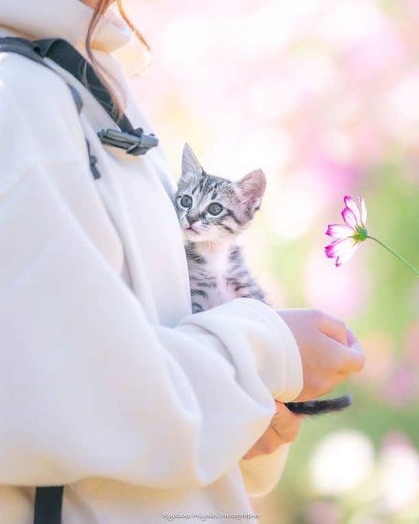 9GAGさんのインスタグラム写真 - (9GAGInstagram)「In me the tiger sniffs the rose. By @ryostory1124 - #catphotography #flower #9gag」1月16日 7時01分 - 9gag