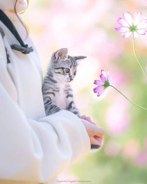 9GAGさんのインスタグラム写真 - (9GAGInstagram)「In me the tiger sniffs the rose. By @ryostory1124 - #catphotography #flower #9gag」1月16日 7時01分 - 9gag