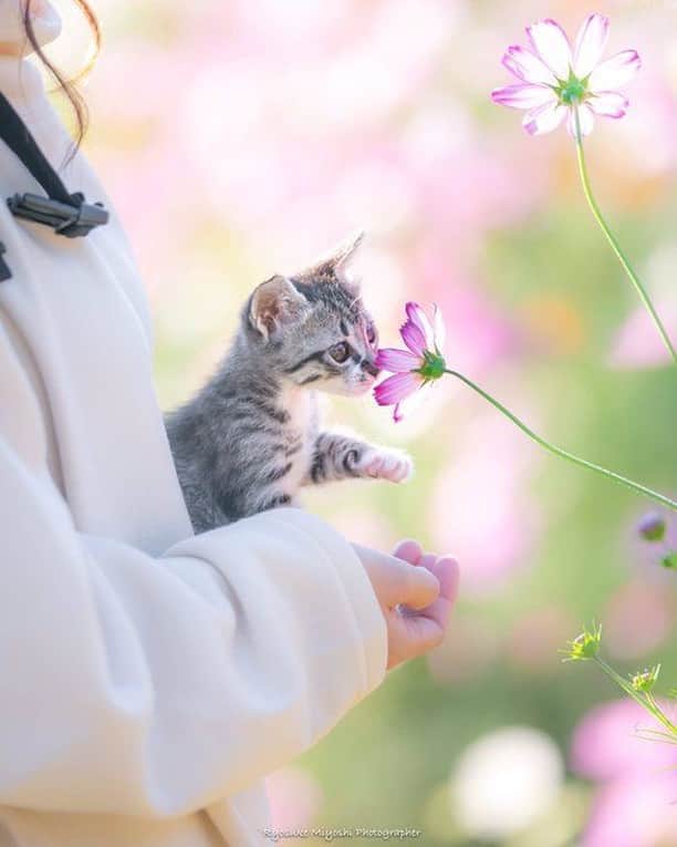 9GAGさんのインスタグラム写真 - (9GAGInstagram)「In me the tiger sniffs the rose. By @ryostory1124 - #catphotography #flower #9gag」1月16日 7時01分 - 9gag