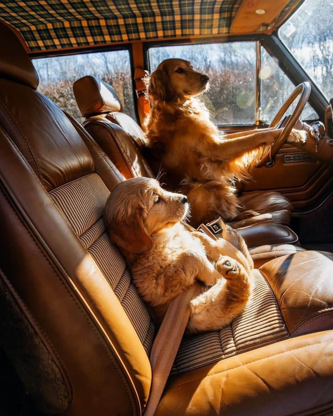 FOLKのインスタグラム：「I want a dog. I’m convinced I do. Seeing @kjp’s new  doggo hasn’t helped that urge. Any recommendations?」