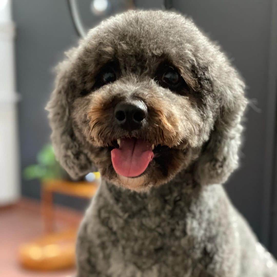 Dogs by Ginaのインスタグラム：「Zeus」