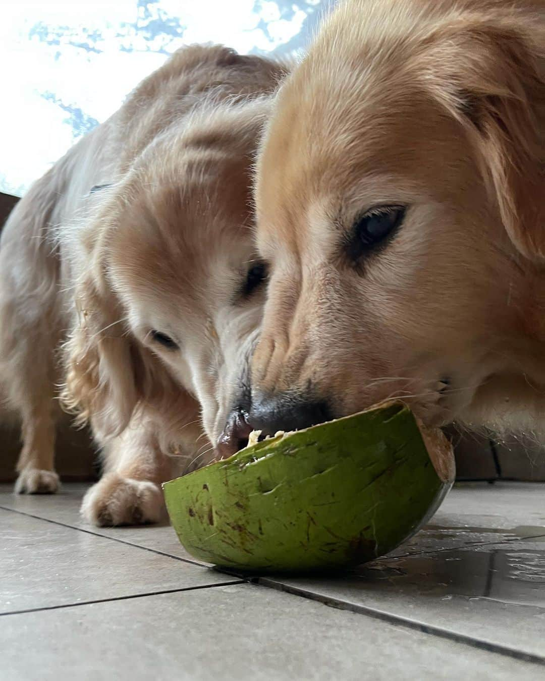 Bobさんのインスタグラム写真 - (BobInstagram)「#ExpediçõesOlaPetSP com dica de restaurante Petfriendly! Visitamos hoje o @emporiofrutaria com a @olapet.friendly ! Quem acompanha sabe que já somos frequentadores assíduos deles e adoramos! Fizeram até um mimo pra gente com direito a Chuchu Time, frutas e água de coco!👏 . #ExpediçõesOlaPet #HyundaiPets  .  Destino: São Paulo Restaurante @emporiofrutaria  . #destinos #dicas #dicasdeviagem #petfriendly #restaurantepetfriendly #saopaulo #brooklin #itaimbibi #vilaolimpia #ibirapuera #sampa #roteiros #petlovers #doglovers #hyundai #hyundaihb20 #gastronomia #hotelaria #corporativo #goldenretrievers #dogs #dogsofinstagram #vejasp #instagram #instagramers」1月16日 8時02分 - bob_marley_goldenretriever