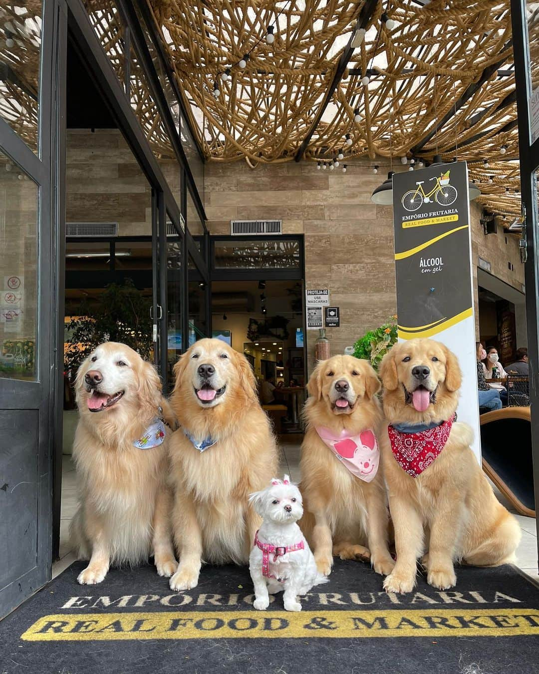 Bobさんのインスタグラム写真 - (BobInstagram)「#ExpediçõesOlaPetSP com dica de restaurante Petfriendly! Visitamos hoje o @emporiofrutaria com a @olapet.friendly ! Quem acompanha sabe que já somos frequentadores assíduos deles e adoramos! Fizeram até um mimo pra gente com direito a Chuchu Time, frutas e água de coco!👏 . #ExpediçõesOlaPet #HyundaiPets  .  Destino: São Paulo Restaurante @emporiofrutaria  . #destinos #dicas #dicasdeviagem #petfriendly #restaurantepetfriendly #saopaulo #brooklin #itaimbibi #vilaolimpia #ibirapuera #sampa #roteiros #petlovers #doglovers #hyundai #hyundaihb20 #gastronomia #hotelaria #corporativo #goldenretrievers #dogs #dogsofinstagram #vejasp #instagram #instagramers」1月16日 8時02分 - bob_marley_goldenretriever