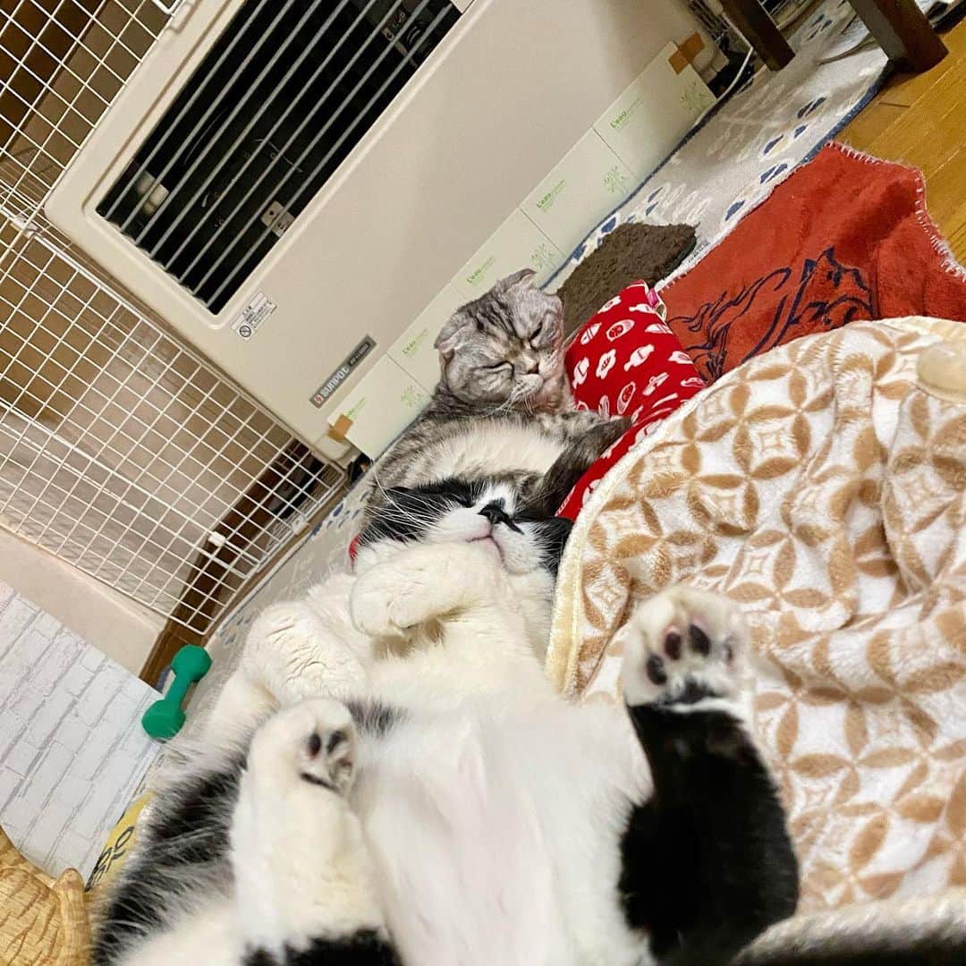 tiaichimaのインスタグラム：「Good morning!! ☁️おはナビムーギー‼︎  N🐱:😑💬 M⚽️:🤤  自由すぎる猫  #牛柄組鼻まわり汚れ隊 #ムチムチッコ #ナビちん#ムーギー#MuuGieeboy#cat#neko#ねこ#neko#ネコ#スコティッシュフォールド#致命的な魅力#ScottishFold#まんじゅう部」