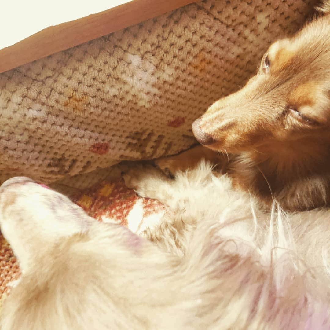 くるみんのインスタグラム：「* こむぎさんとあずきちゃん、お互いの手を触れながら寝ている🐾 本当にいつも仲良し  #ミニチュアダックスフンド #ミニチュアダックスフント #ミニチュアダックス #イザベラタン #イザベラ #カニンヘンダックスフント #カニンヘン #カニンヘンダックス #カニンヘンダックスフンドの日常 #カニンヘンの会 #カニンヘンダックスフンド #チョコタンダックスフント #チョコタンダックスフンド #チョコタンダックス #チョコタン #ダックスlove #ダックス多頭飼い #ダックスフント #ダックスフンドカニンヘン #ダックス部 #ダックスフンド #ダックス #ダックス大好き #いぬばか部 #いぬすたぐらむ #短足部 #仲良し姉妹 #dachshundgram #dachshund #dog」