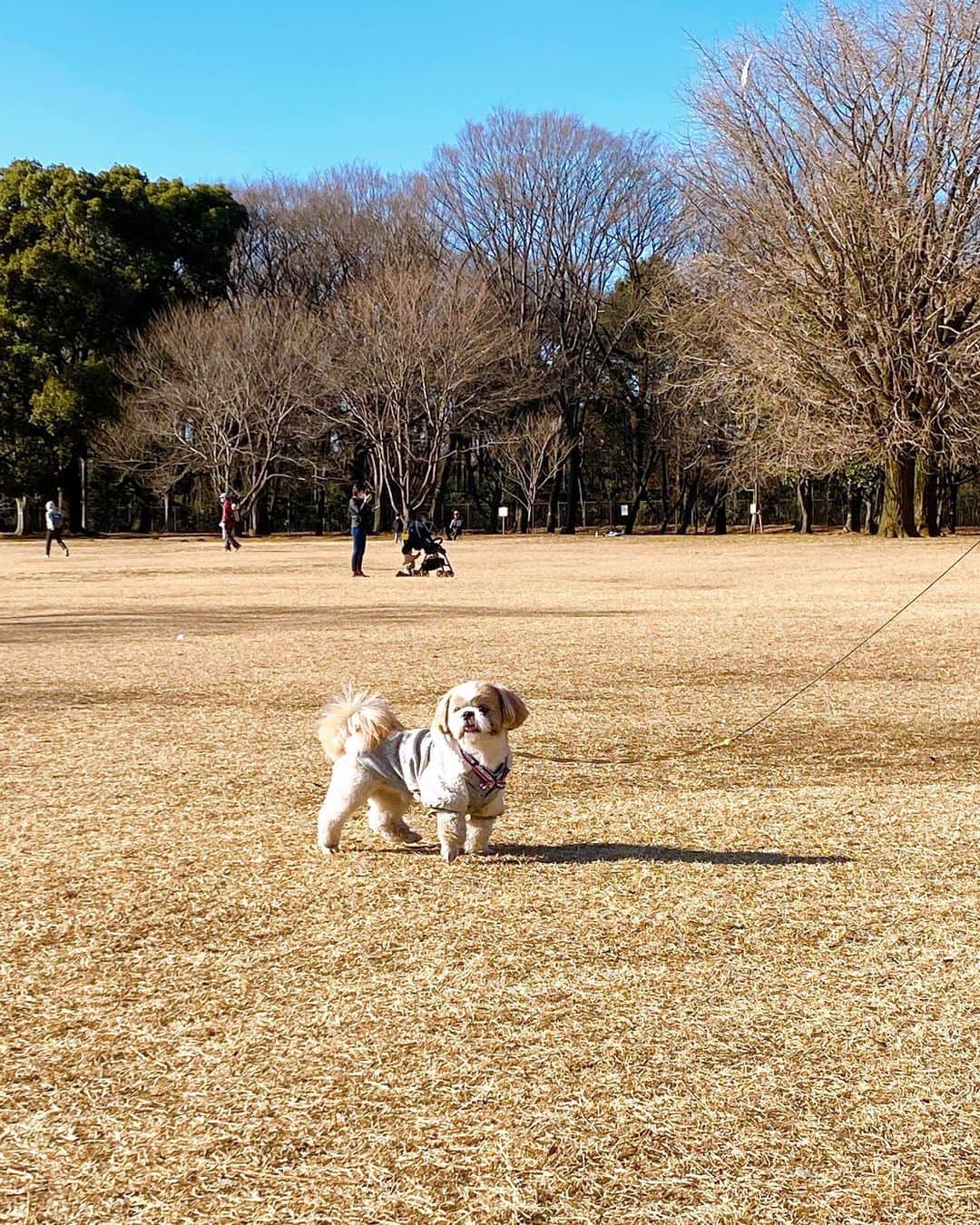 倉田雅世のインスタグラム：「おはようございます。 土曜日。晴れました。 今年の受験生のみなさんは、気をつけることがいっぱいあってたいへんでしょうが、無事に全力を出せますように。 落ち着いてね。 あ、わんこはいつも全力です。 #いぬすたぐらむ #いぬのいる暮らし」