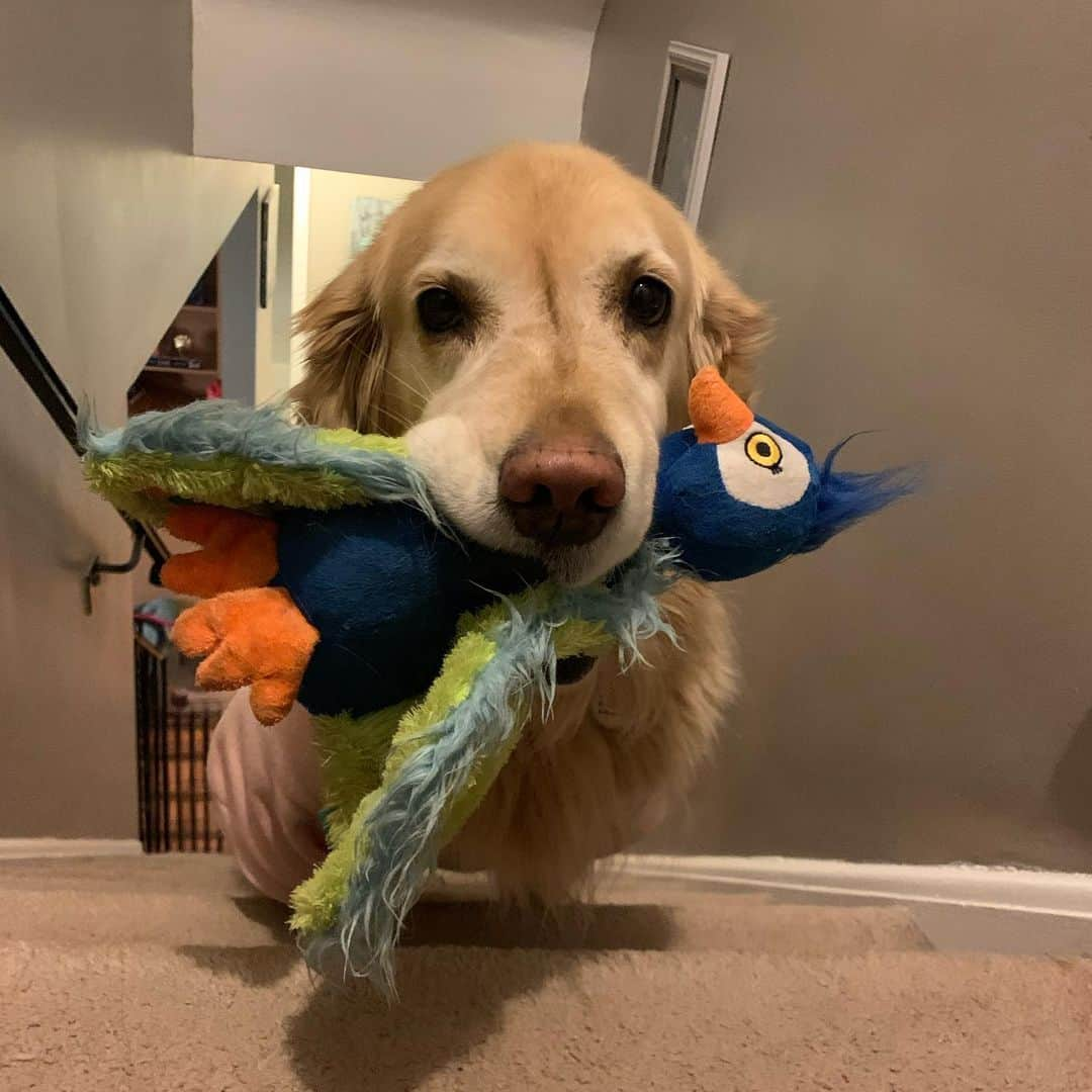 モヒートさんのインスタグラム写真 - (モヒートInstagram)「This hasn’t happened in a long time but look who carried a toy to bed tonight 💜🦚 goodnight friends, sweet dreams 😴#bedtime #goodnight #sweetdreams #sugarface #goldenretriever #goldensofinstagram #dog #dogsofinstagram #dogmom #dogsofcle」1月16日 14時08分 - mojito_rose_family