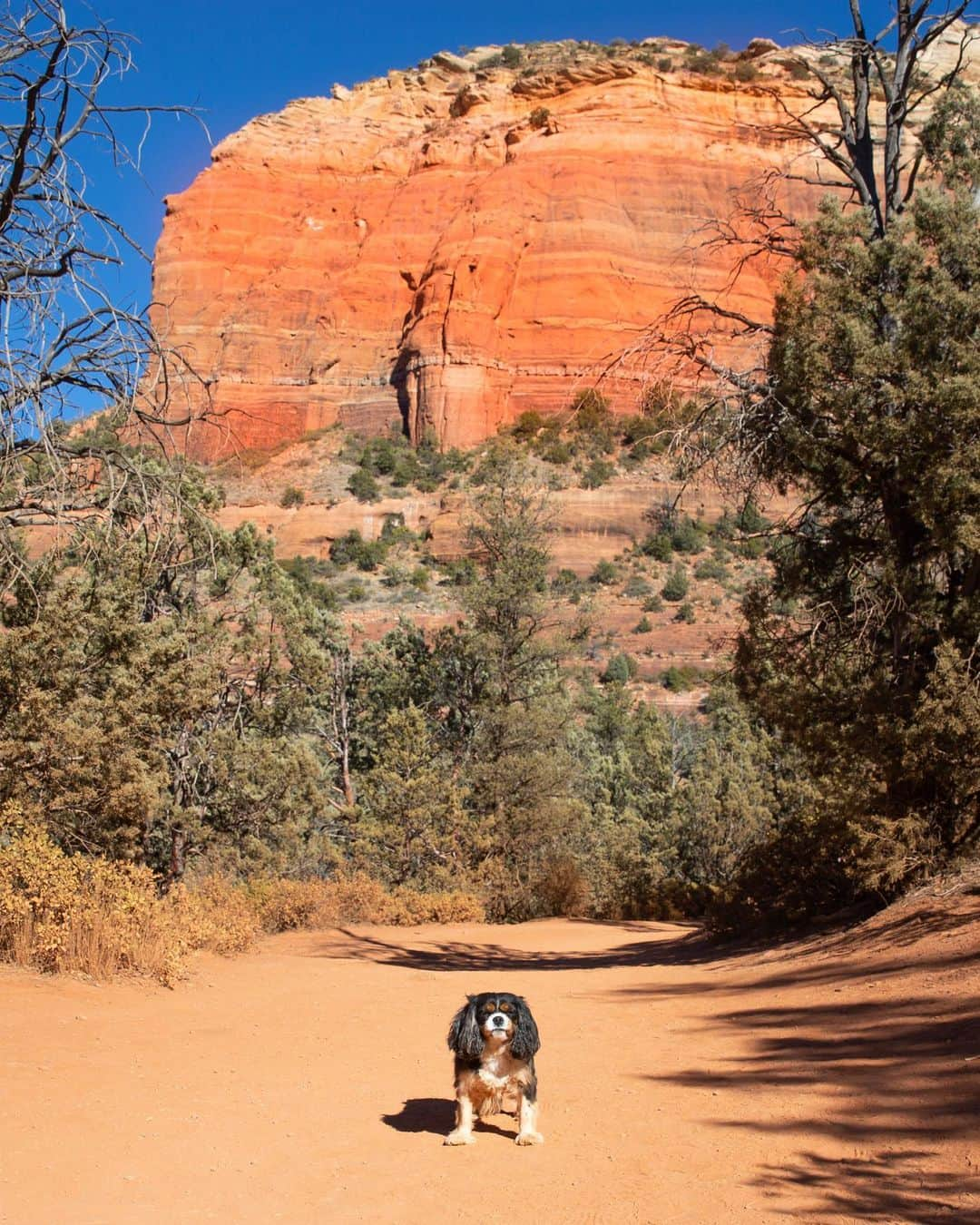 クリスタル・ハリスさんのインスタグラム写真 - (クリスタル・ハリスInstagram)「This girl did so well on her first big hike 🧗‍♀️ I love this little one so much. She’s such a good girl and puts a smile on my face every day 😊🐾」1月16日 14時12分 - crystalhefner