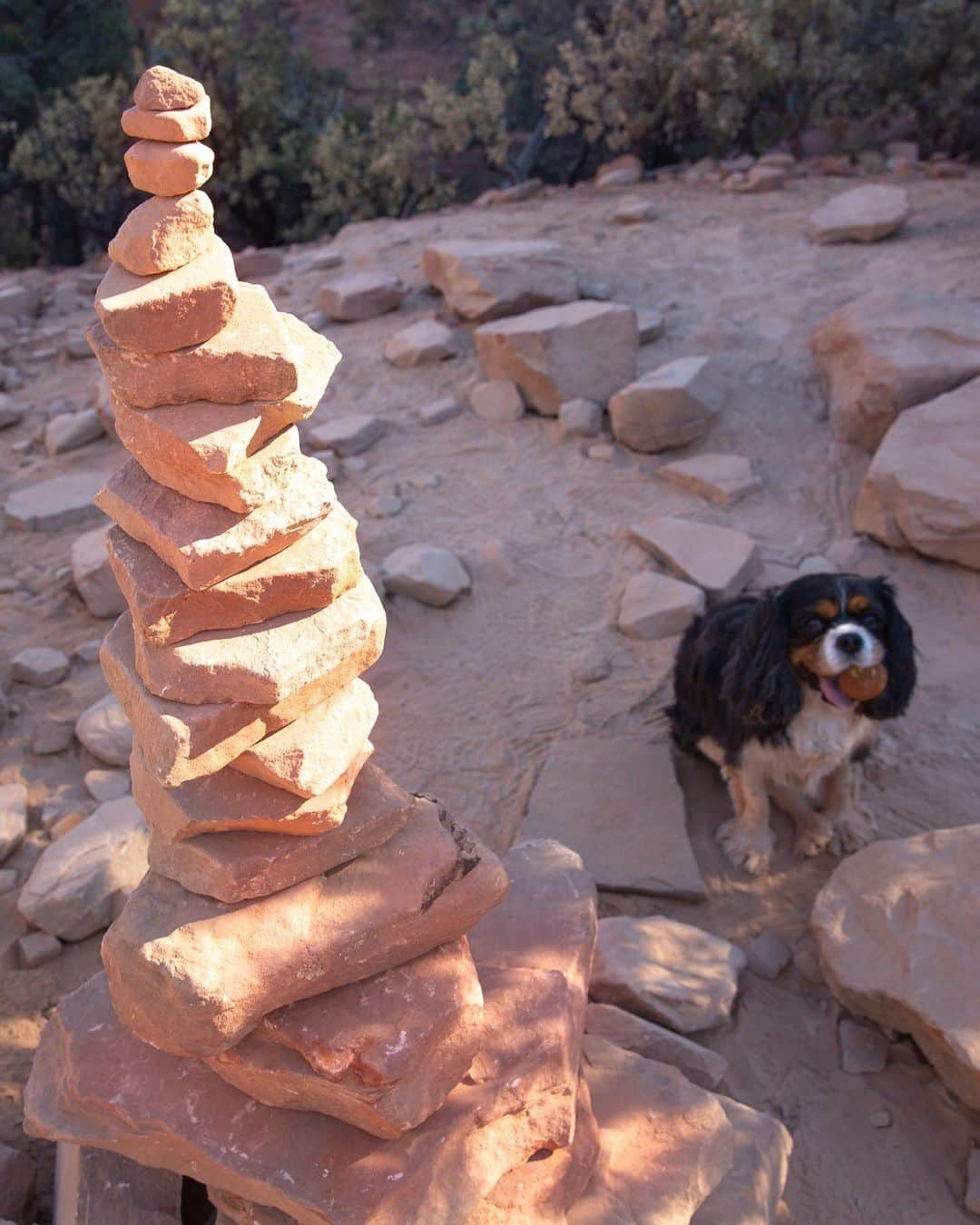 クリスタル・ハリスさんのインスタグラム写真 - (クリスタル・ハリスInstagram)「This girl did so well on her first big hike 🧗‍♀️ I love this little one so much. She’s such a good girl and puts a smile on my face every day 😊🐾」1月16日 14時12分 - crystalhefner