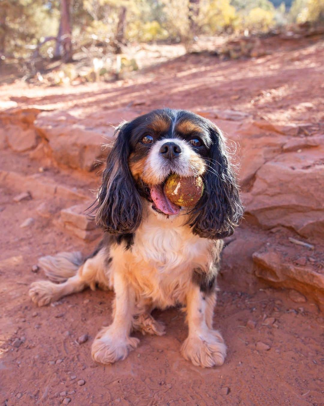 クリスタル・ハリスさんのインスタグラム写真 - (クリスタル・ハリスInstagram)「This girl did so well on her first big hike 🧗‍♀️ I love this little one so much. She’s such a good girl and puts a smile on my face every day 😊🐾」1月16日 14時12分 - crystalhefner