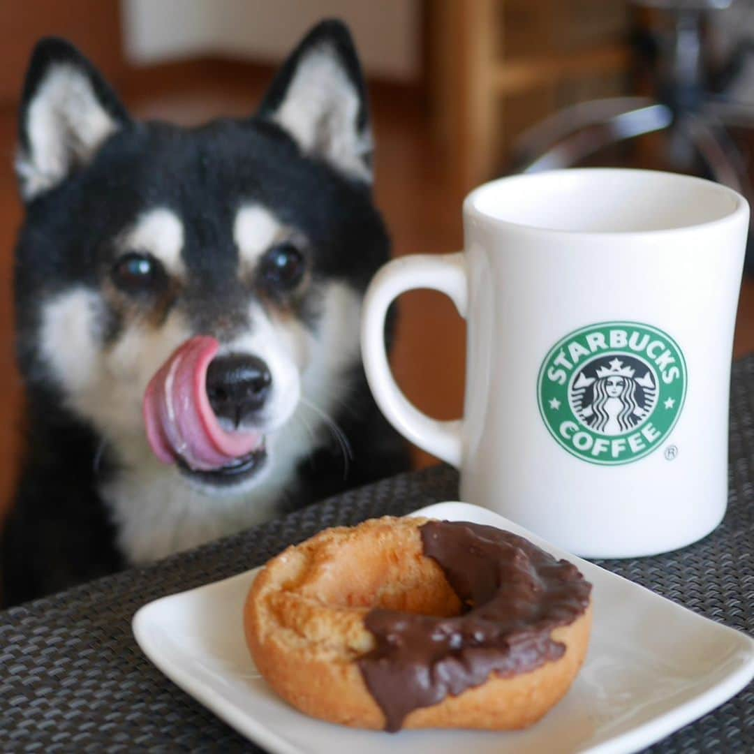 くろさんのインスタグラム写真 - (くろInstagram)「👅🍩🥛 遂に20年ぐらい使ってたスタバのエスプレッソマシーンがダメになったっぽい😢 ってことで、単なるフォームミルクですwww #おうちラテ #おうちスタバ #オールドファッションドーナツチョコ #ヤマザキ #山崎製パン #エスプレッソショット #エスプレッソロースト #スタバマグ #シアトルマグ #スタバ旧ロゴ #パイクプレイスマグ #スタバ豆 #スタバの珈琲豆 #スタバ犬 #スマイル犬 #スマイル豆 #わんこと一緒 #わんこのいる生活 #わんこのいる暮らし #柴犬と一緒 #柴犬のいる生活 #柴犬のいる暮らし #黒柴と一緒 #黒柴のいる生活 #黒柴のいる暮らし #イッヌと一緒 #イッヌのいる生活 #イッヌのいる暮らし #ペロリスト #ぺろりすと」1月16日 8時46分 - m6bmw