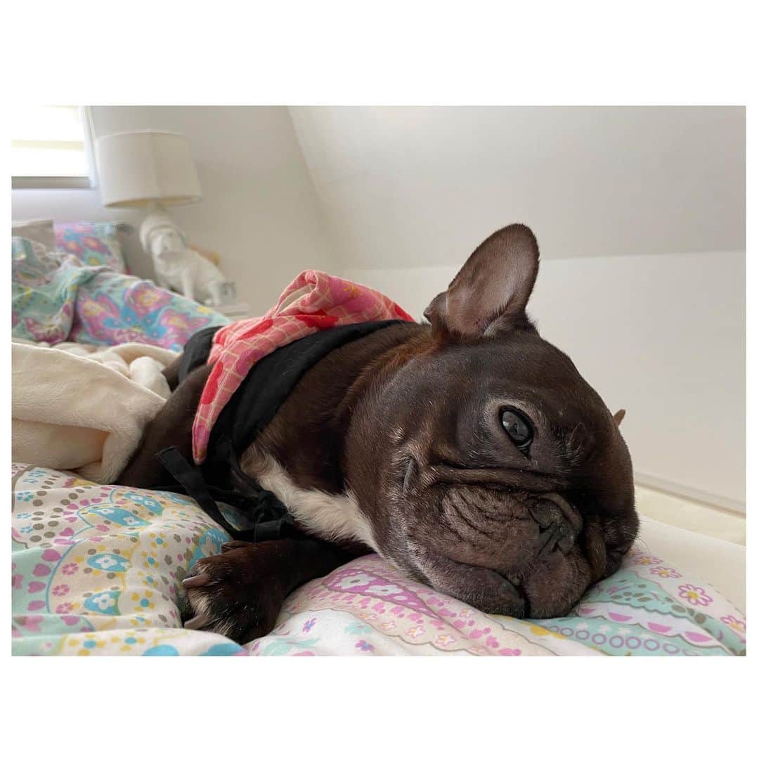 水沢史絵さんのインスタグラム写真 - (水沢史絵Instagram)「もっちゃん起きよっかー  #frenchbulldog #フレンチブルドッグ #おいもちゃん #もっちゃん」1月16日 8時52分 - mizusawafumie