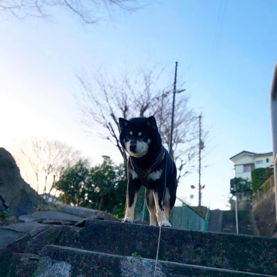 小川博永さんのインスタグラム写真 - (小川博永Instagram)「今日の昼間は暖かいようで。  #今朝まる #ししまる #dog #dogs #柴犬 #黒柴」1月16日 9時05分 - ogawahironaga