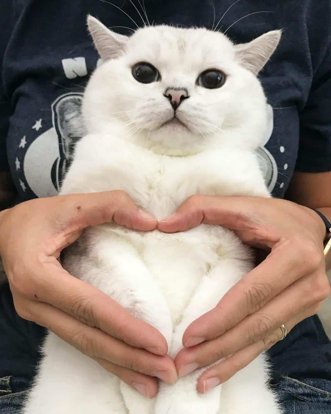 ミスター・ホワイトさんのインスタグラム写真 - (ミスター・ホワイトInstagram)「I loaf you to the moon and back ❤️」1月16日 9時10分 - white_coffee_cat