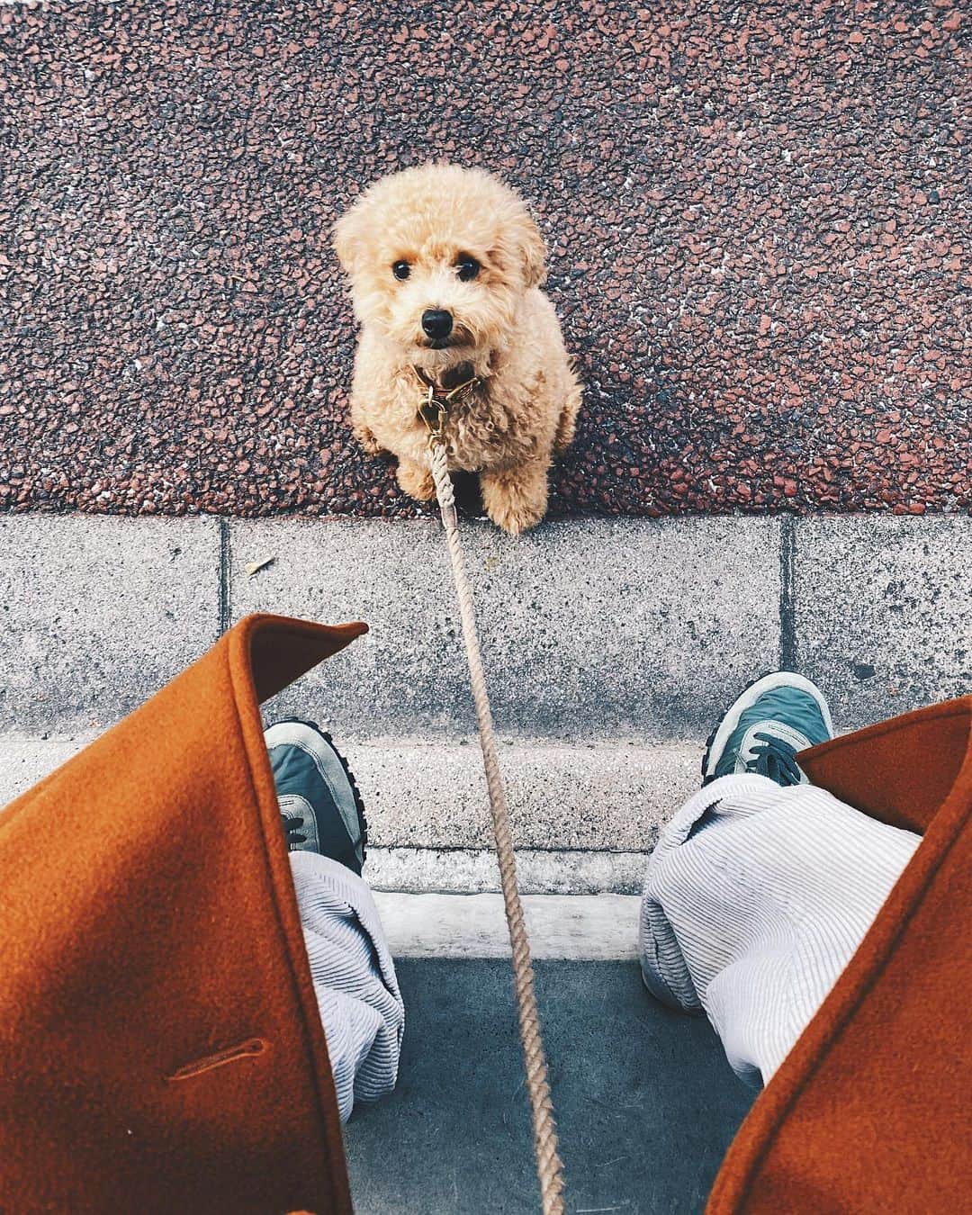 小塚源太のインスタグラム：「Stay🐶」