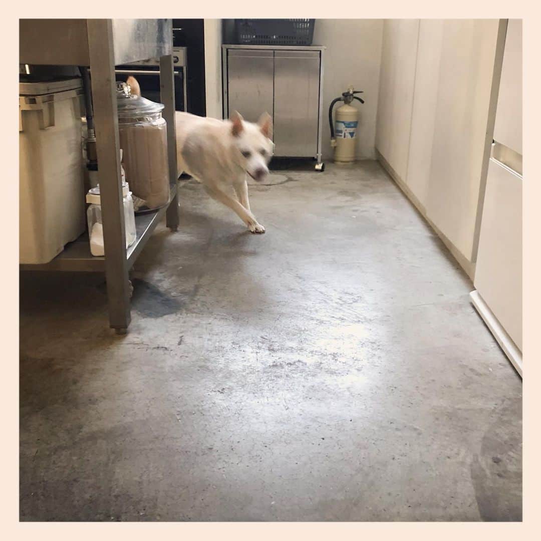 パンといっぴきさんのインスタグラム写真 - (パンといっぴきInstagram)「💨💨💨  #元保護犬 #雑種犬 #crossbreed #mixdog #キップル14歳 #走る犬」1月16日 9時44分 - kwhr725