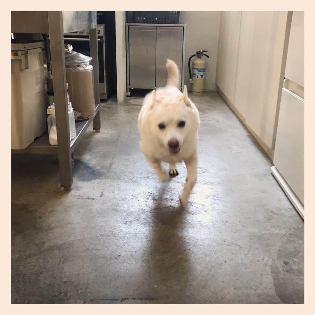 パンといっぴきさんのインスタグラム写真 - (パンといっぴきInstagram)「💨💨💨  #元保護犬 #雑種犬 #crossbreed #mixdog #キップル14歳 #走る犬」1月16日 9時44分 - kwhr725
