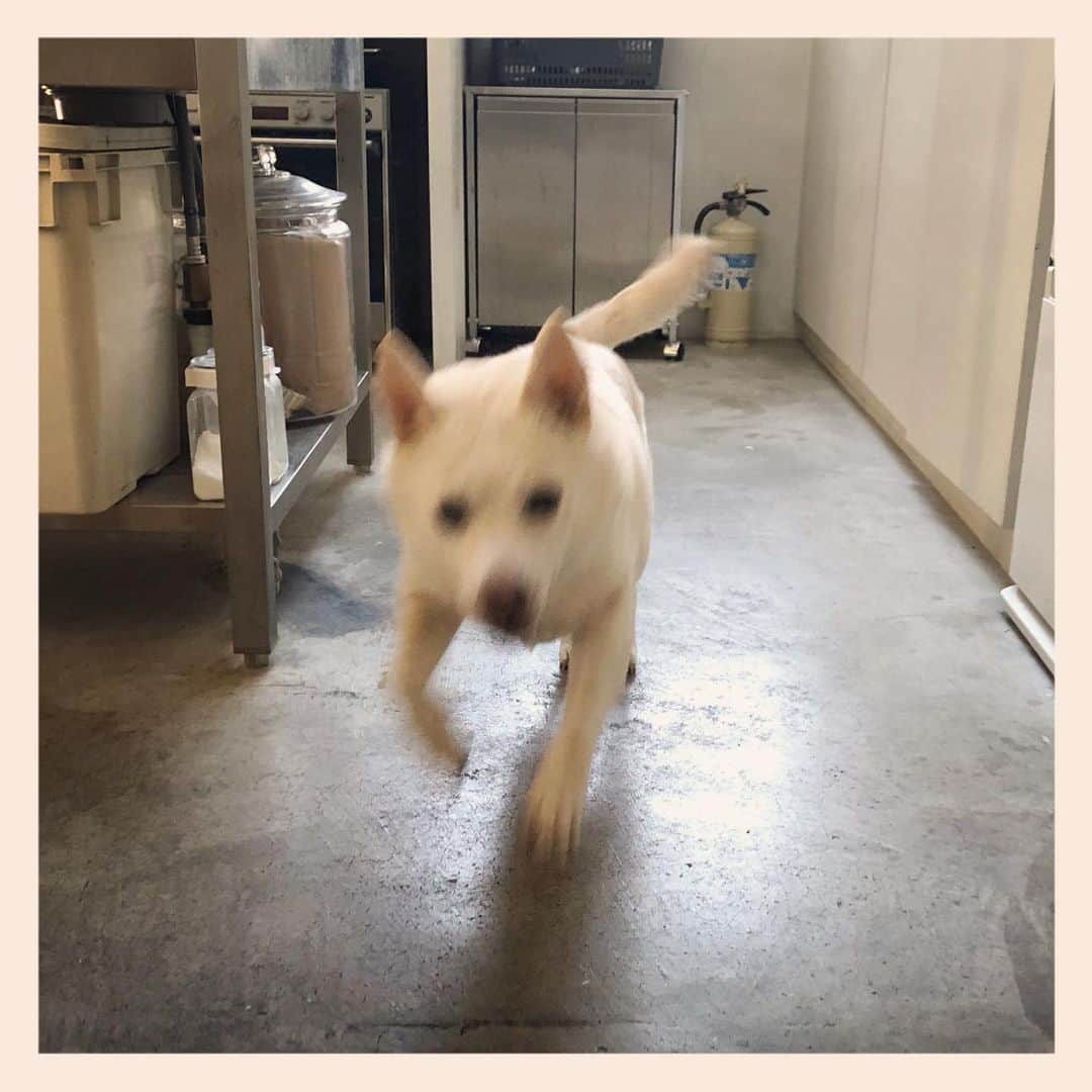 パンといっぴきさんのインスタグラム写真 - (パンといっぴきInstagram)「💨💨💨  #元保護犬 #雑種犬 #crossbreed #mixdog #キップル14歳 #走る犬」1月16日 9時44分 - kwhr725