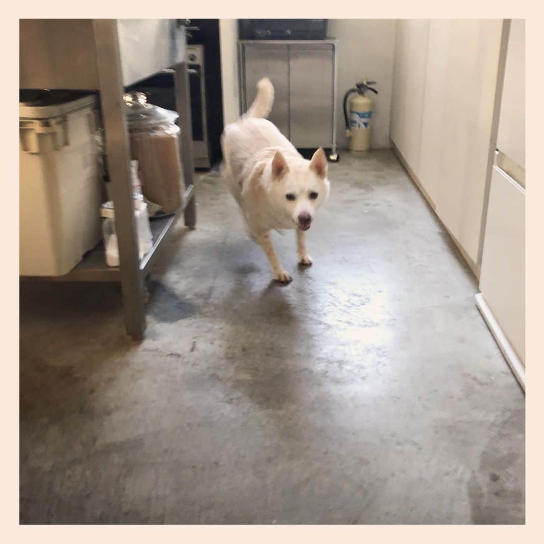 パンといっぴきのインスタグラム：「💨💨💨  #元保護犬 #雑種犬 #crossbreed #mixdog #キップル14歳 #走る犬」