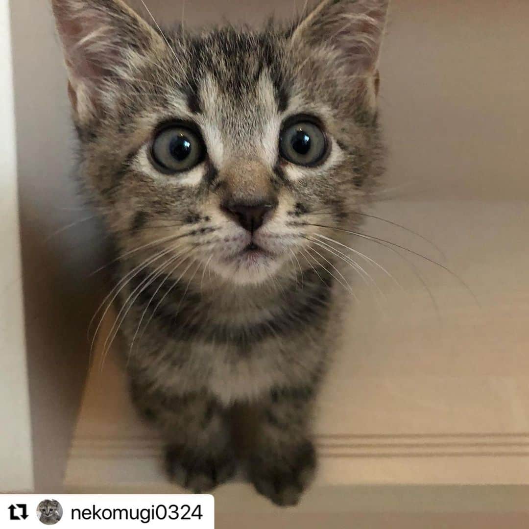 【公式】いぬのきもち・ねこのきもちのインスタグラム：「#Repost @nekomugi0324 さんのつむぎちゃん。  まだかなぁ　まだかなぁ  朝ごはんが待ちどおしい💕  ハッシュタグ #いぬのきもち #ねこのきもち に投稿いただいた可愛い写真をご紹介しています！ 「いぬのきもちWEB　MAGAZINE」、「ねこのきもちWEB MAGAZINE」でもご紹介させていただくことも！  -------------------  .  #ねこ #猫  #ねこすたぐらむ #ねこのきもち #ねこ好き #ねこと暮らす #ねこ好きさんと繋がりたい #猫好きな人と繋がりたい #猫がいる生活 #猫と暮らす#猫好き #cat #catstagram #catsofinstagram #cats_of_instagram」