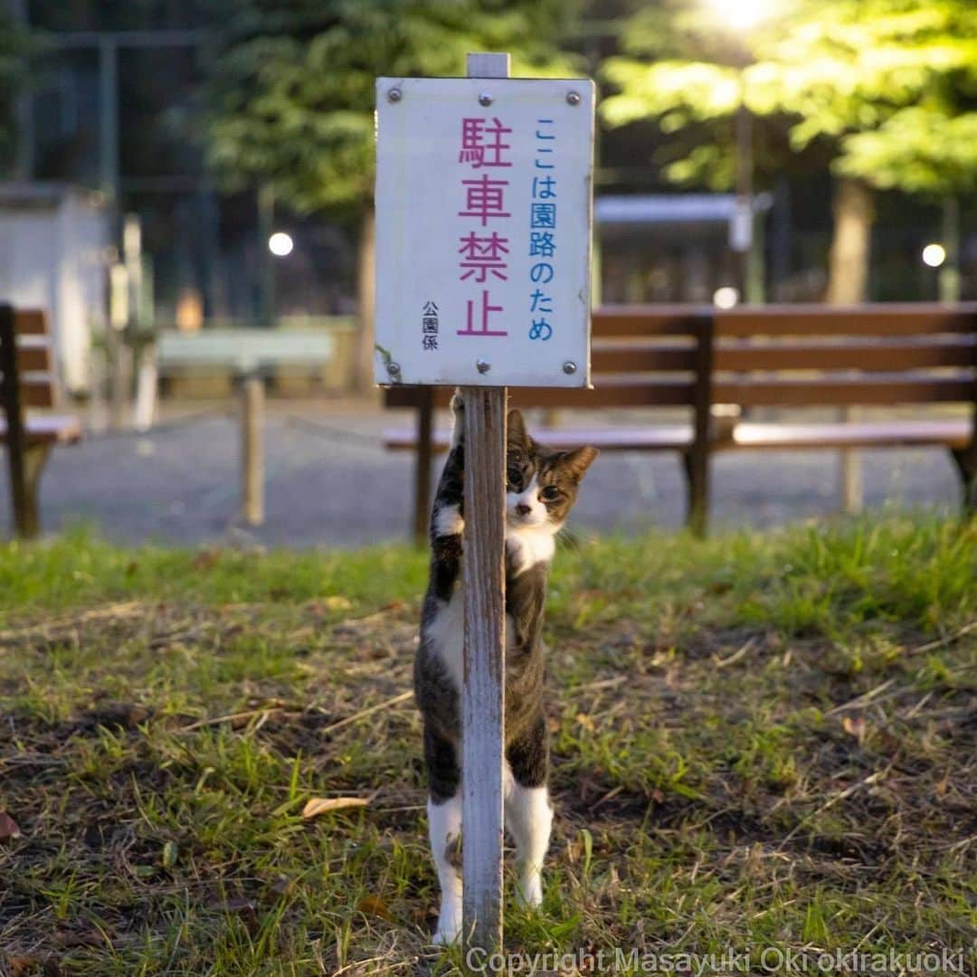 NEKOくらぶさんのインスタグラム写真 - (NEKOくらぶInstagram)「主張する。⠀ @okirakuoki さんの作品ですにゃ（＝ΦωΦ＝）⠀ *⠀ いいね！＆コメント大歓迎！！⠀ *⠀ #nekoclub #NEKOくらぶ #Japan #Photo #写真 #日本 #cat #ネコ #ねこ #猫 ⠀ Follow: @nekoclub_jpn⠀ *⠀ ▼【廣済堂出版共同企画】NEKOくらぶの皆さまとつくる「NEKOくらぶ写真集」、発売中♪（＝ΦωΦ＝）⠀ ※詳細は本アカウント「 @nekoclub_jpn 」のプロフィールに固定しているハイライトから⠀ *⠀ ※皆様、政府、自治体など公的機関の指示に従った行動をお願いします。⠀ 東京カメラ部および分室では、写真を「見る楽しみ」を提供することを通して、微力ながら皆様にわずかな時間でも癒しをお届けしたいと思っております。⠀ ※本アカウントは東京カメラ部がFacebook、Instagramのサービスを利用して運営しているもので、Facebook社・Instagramとは一切関係ありません。」1月16日 10時00分 - nekoclub_jpn