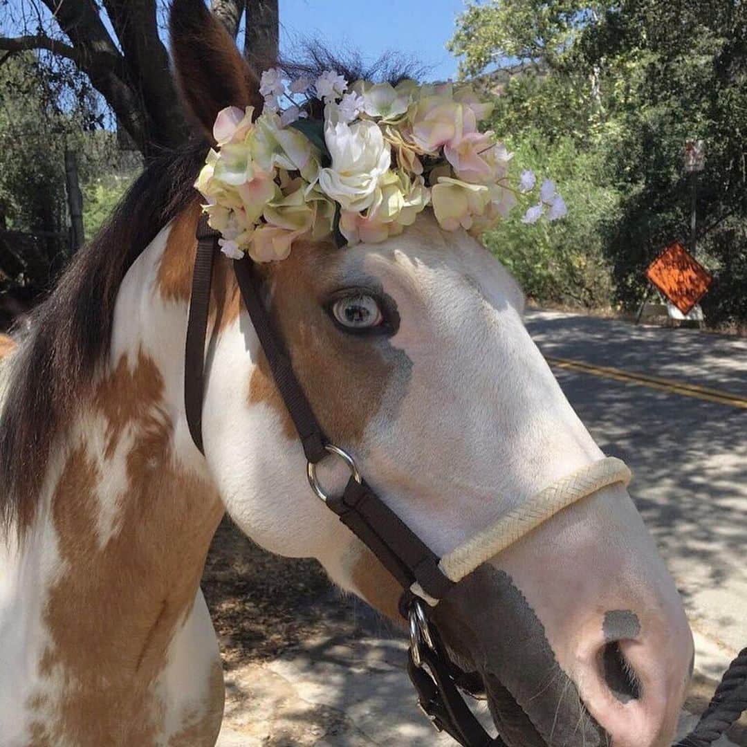 ベス・ベアーズさんのインスタグラム写真 - (ベス・ベアーズInstagram)「Beyond honored to join the @equusfoundation as their newest #EquuSTAR alongside the lovely and wonderful @georginabloomberg @jessicaspringsteen and other amazing advocates for America's horses!  #Repost @equusfoundation ・・・ Actress, @bethbehrs Joins EQUUS Foundation as an #EQUUStar !  The @equusfoundation is excited to announce that actress, Beth Behrs, will be joining its esteemed roster of EQUUStars, who are popular and iconic horse lovers that assist the Foundation in raising awareness and support for horse welfare across the country.   Fans of the current hit CBS Sitcom, @theneighborhood , and those who tuned in to the enormously popular sitcom, @2brokegirls , created by Michael Patrick King and Whitney Cummings, will know actress Beth Behrs -- especially in her role as Caroline Channing with her horse, Chestnut!  Click the link in our bio today or see our Facebook post for the full release with details.   Congratulations, Beth ! We can’t wait to work with you to promote and inspire horse welfare! ⭐️🐴💖  #fortheloveofhorses #equusfoundation #horseprotector #horsewelfare #horserescue #rideforhorses #horsepower #horsepeople #equestrian #kindness #equusfoundation #giveback #ilovehorses #savinghorses」1月16日 9時57分 - bethbehrs