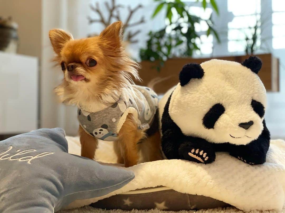 kayoのインスタグラム：「* * * くりおちゃんのお友達 パンダくん🐼 * * kulio❤️🐼 * * #パンダ * #chihuahua#chihuahualove#dogstgram#dog#instadog#チワワ#チワワ大好き#チワワのいる暮らし * * *」