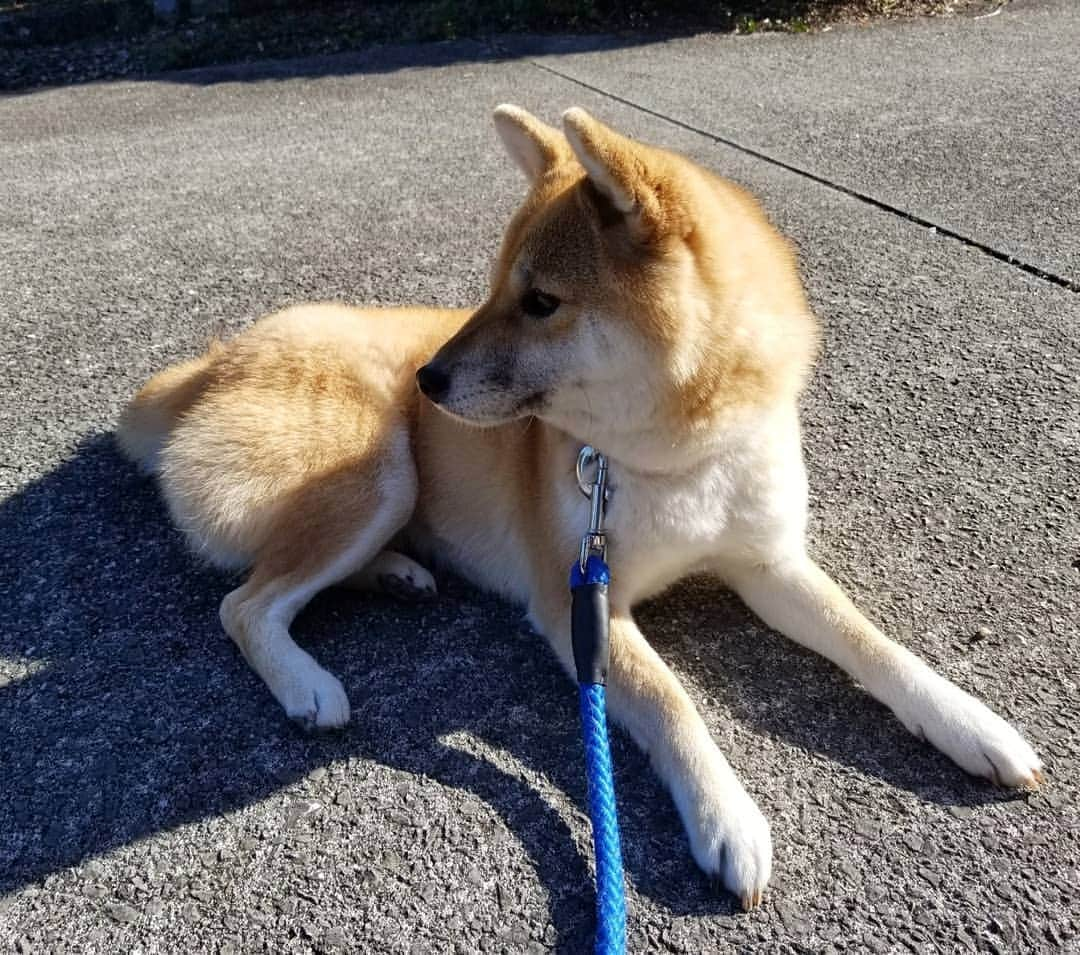 柴犬たま Shibainu Tamaのインスタグラム