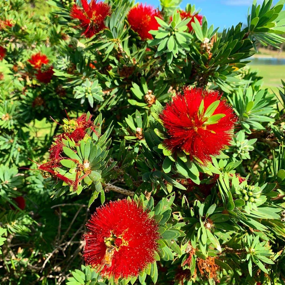 Instagenic Hawaiiさんのインスタグラム写真 - (Instagenic HawaiiInstagram)「皆さまAloha🌺  皆さまは、この樹木の名前をご存知ですか？🤔  この樹木の名前はオヒアといい、ハワイ諸島全土のおよそ20%を占めるハワイ固有の樹木なんです🌲  このオヒアに咲く赤く美しい色のお花をレフアといい、この外見が炎に似ていることから、ハワイ島キラウエアに住むとされる火の女神ペレを連想し、ハワイの伝統文化ではペレの化身(キノ•ラウ)として知られています✨  レフアの花は年間を通して見ることができますが、主に春先に多く見られます🔥  今後も皆さまのお好きなハワイのお花や植物を共有させていただきたいと思いますので、ぜひコメントをお寄せください🌼！  #ハワイ観光局 #ハワイ #ハワイ生活  #ハワイライフ #オヒア #レフア #ハワイ在住 #ハワイ情報 #ハワイ州 #花 #樹木 #ハワイ情報」1月16日 10時27分 - gohawaii_jp