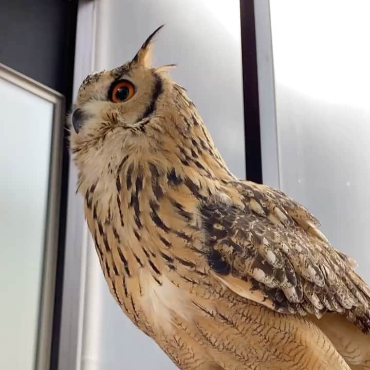 GEN3 Owlのインスタグラム：「やぁ！おはよう！ Hey, How's it going?  #owl #owlgaru #フクロウ」