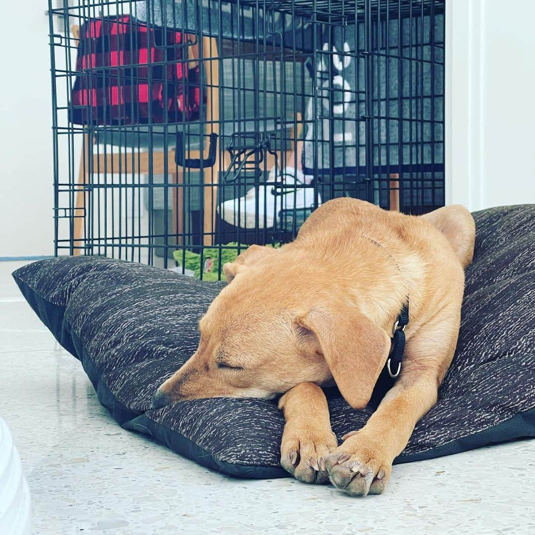 マーク・ホッパスさんのインスタグラム写真 - (マーク・ホッパスInstagram)「New dog, who dis? Her name is Doug.  She was found abandoned, starving, infected with horrible mange, and next to her sibling who’d passed away. On the side of the road in Texas. Now she’s healing and chilling in California.」1月16日 10時45分 - markhoppus