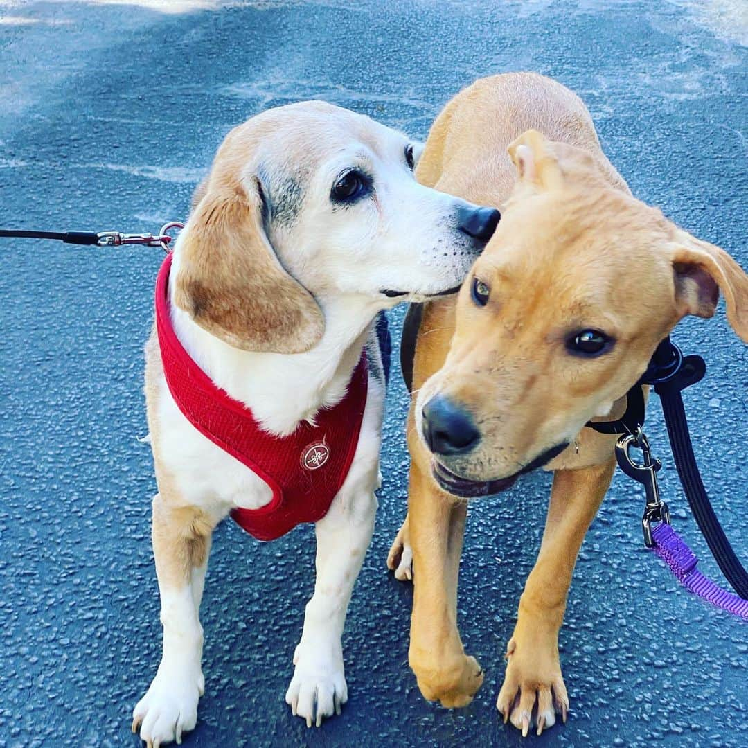 マーク・ホッパスさんのインスタグラム写真 - (マーク・ホッパスInstagram)「New dog, who dis? Her name is Doug.  She was found abandoned, starving, infected with horrible mange, and next to her sibling who’d passed away. On the side of the road in Texas. Now she’s healing and chilling in California.」1月16日 10時45分 - markhoppus