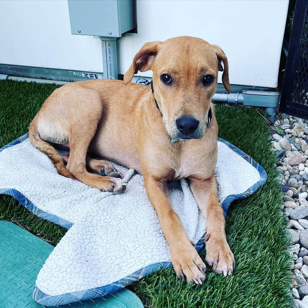 マーク・ホッパスさんのインスタグラム写真 - (マーク・ホッパスInstagram)「New dog, who dis? Her name is Doug.  She was found abandoned, starving, infected with horrible mange, and next to her sibling who’d passed away. On the side of the road in Texas. Now she’s healing and chilling in California.」1月16日 10時45分 - markhoppus