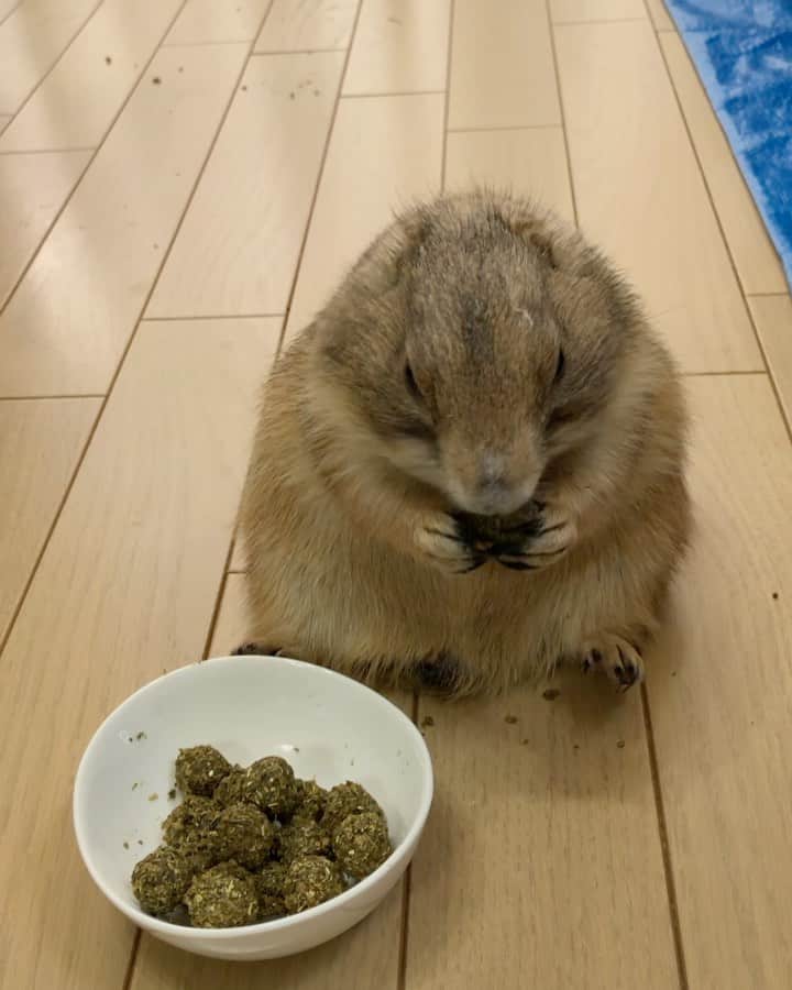ikaoのインスタグラム：「くんた。Kunta. ペレット拒否が続いているので お団子にしたよ🍡 スワイプしてね👉🏻 チモシー🌱乾燥牧草は食べるし リンゴ🍎ブドウ🍇キャベツ🥬や オヤツなんてガツガツ食べるから よくあるシーズン的な偏食だと思うけど オヤツばっかり食べるの駄目だし ペレット粉々にして豆乳で丸めました🍡 最後は もういらないって言ってるのに おかーちゃんしつこいです😅 #prairiedog #プレーリードッグ #ふわもこ部」