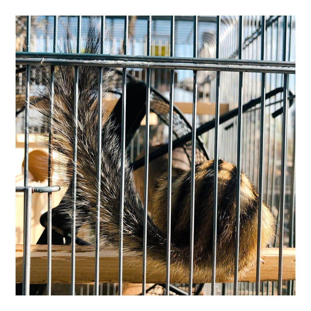 馬庭良介さんのインスタグラム写真 - (馬庭良介Instagram)「Basking in the sun.  #sunbathıng #sunnyday #日光浴 #botanical #botanicallife #chipmunk #lifewithchipmunks  #haveaniceweekend」1月16日 11時20分 - maniwa_ryosuke