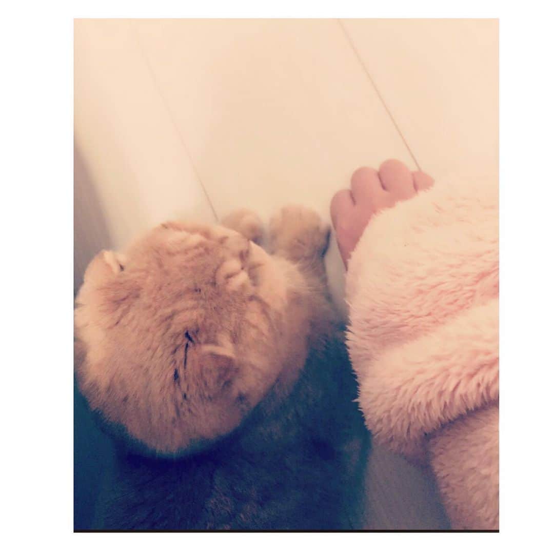 相馬有紀実さんのインスタグラム写真 - (相馬有紀実Instagram)「クリームパンみたいな手。  #もへい　＃赤ちゃん手　＃猫　#cat #catstagram ＃猫のいる生活　#クリームパン」1月16日 11時23分 - yukimi_soma