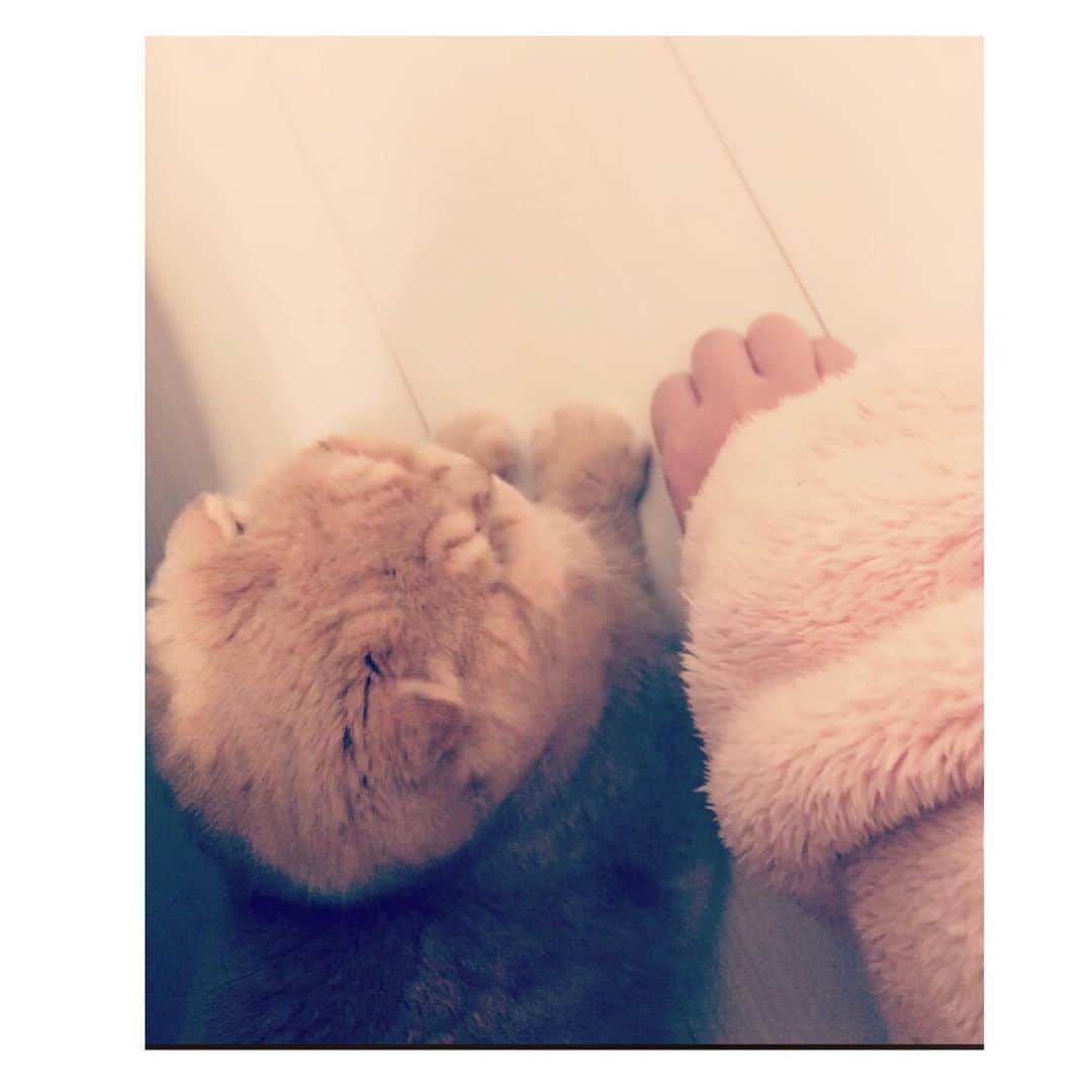 相馬有紀実のインスタグラム：「クリームパンみたいな手。  #もへい　＃赤ちゃん手　＃猫　#cat #catstagram ＃猫のいる生活　#クリームパン」