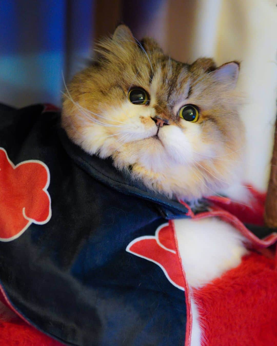 Kenshin & Chloeyのインスタグラム：「🤗wishing you all a happy caturday🙃♡#acatsuki」