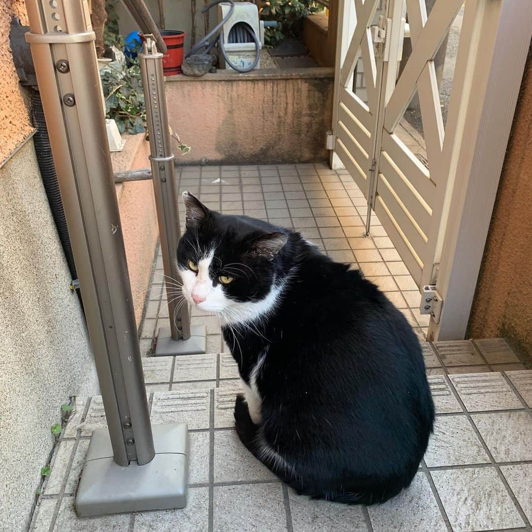 Kachimo Yoshimatsuさんのインスタグラム写真 - (Kachimo YoshimatsuInstagram)「おはようイカスミ！ Good Morning Ikasumi!  どこに行ってたんだ！ 痩せてないので、 ちゃんと食べてた様だ。  毎日誰かがご飯を食べていたから たまたまタイミングが合わなかった だけかもしれないけど。  #うちの猫ら #ikasumi #猫 #ねこ #cat #ネコ #catstagram #ネコ部 http://kachimo.exblog.jp」1月16日 12時12分 - kachimo